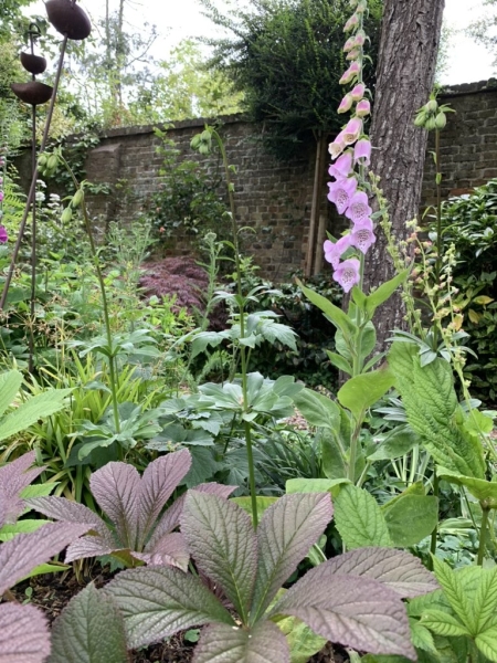 Walled Garden, Farquhar Street